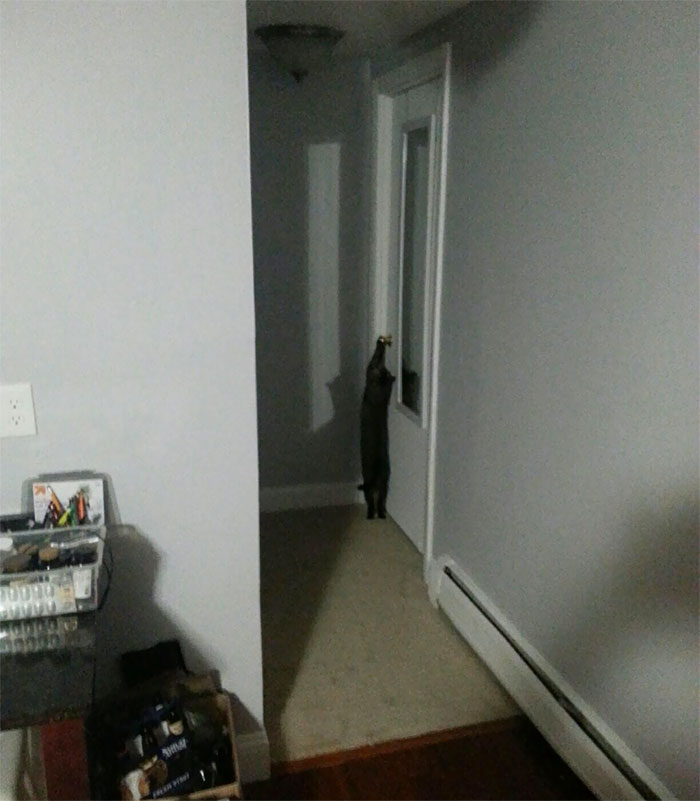 коты засранцы, доказательства того что коты задницы, коты придурки 