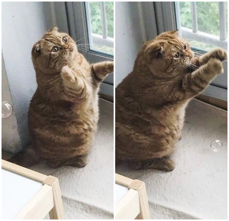 милые животные, симпатичные животные 