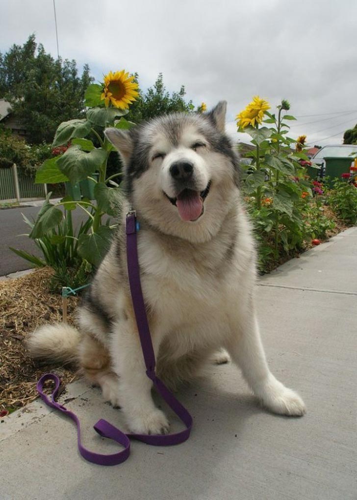 милые животные, симпатичные животные 