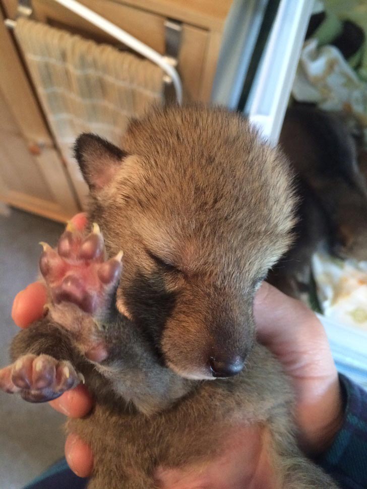 милые животные, симпатичные животные 