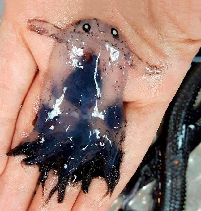 22 любопытные и очень странные находки, которые случайно обнаружили люди странные находки, люди нашли странные вещи