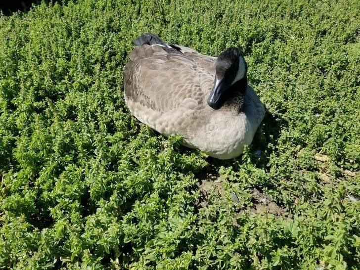 оптические иллюзии фото, смешные оптические иллюзии, оптические иллюзии получились случайно