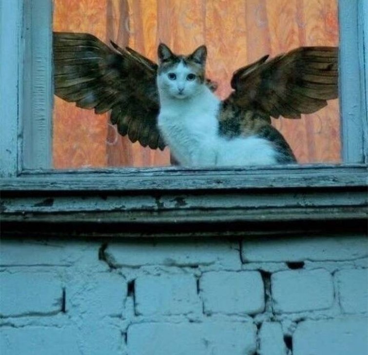 оптические иллюзии фото, смешные оптические иллюзии, оптические иллюзии получились случайно