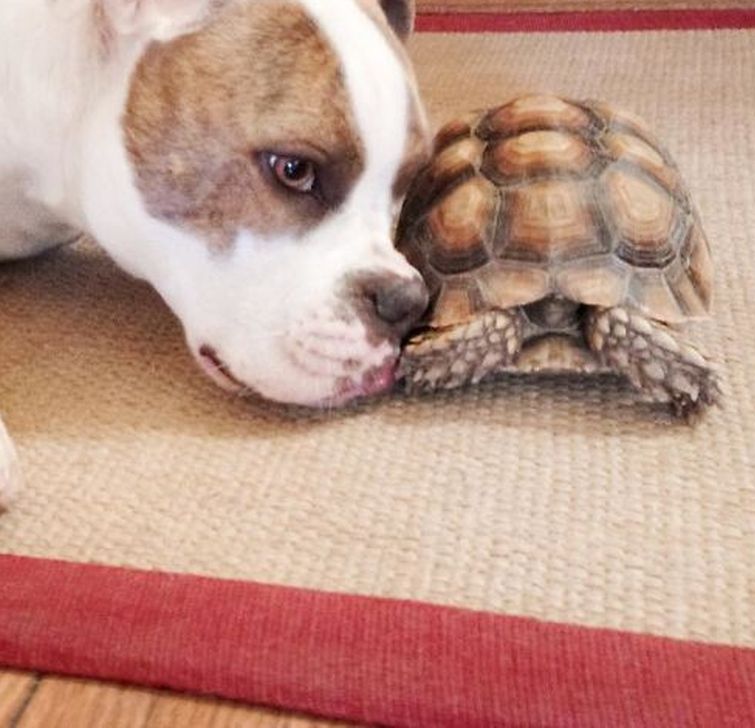 Эта дружба между собакой и черепахой — самая милая вещь, которую вы сегодня увидите пука и ракета ларри, собака и черепаха дружат