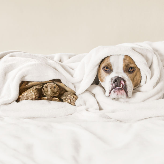 Эта дружба между собакой и черепахой — самая милая вещь, которую вы сегодня увидите пука и ракета ларри, собака и черепаха дружат