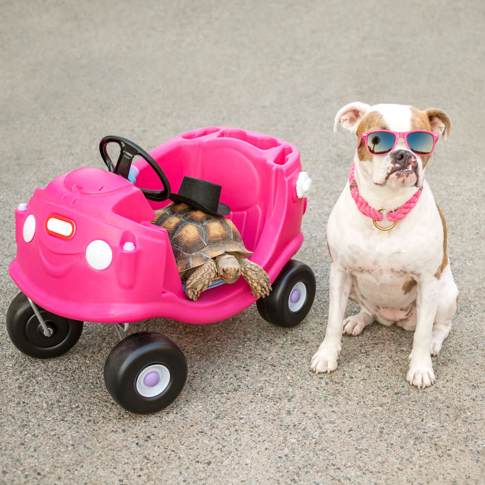 Эта дружба между собакой и черепахой — самая милая вещь, которую вы сегодня увидите пука и ракета ларри, собака и черепаха дружат