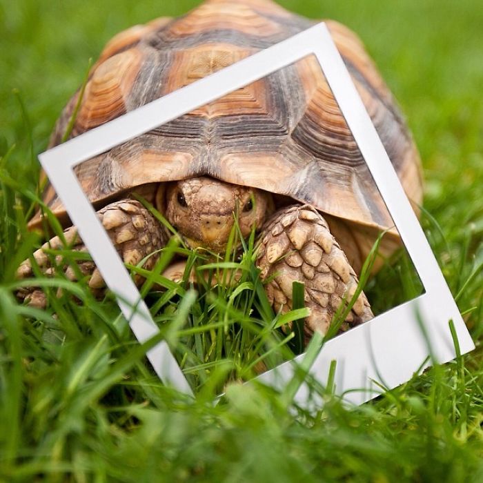 Эта дружба между собакой и черепахой — самая милая вещь, которую вы сегодня увидите пука и ракета ларри, собака и черепаха дружат