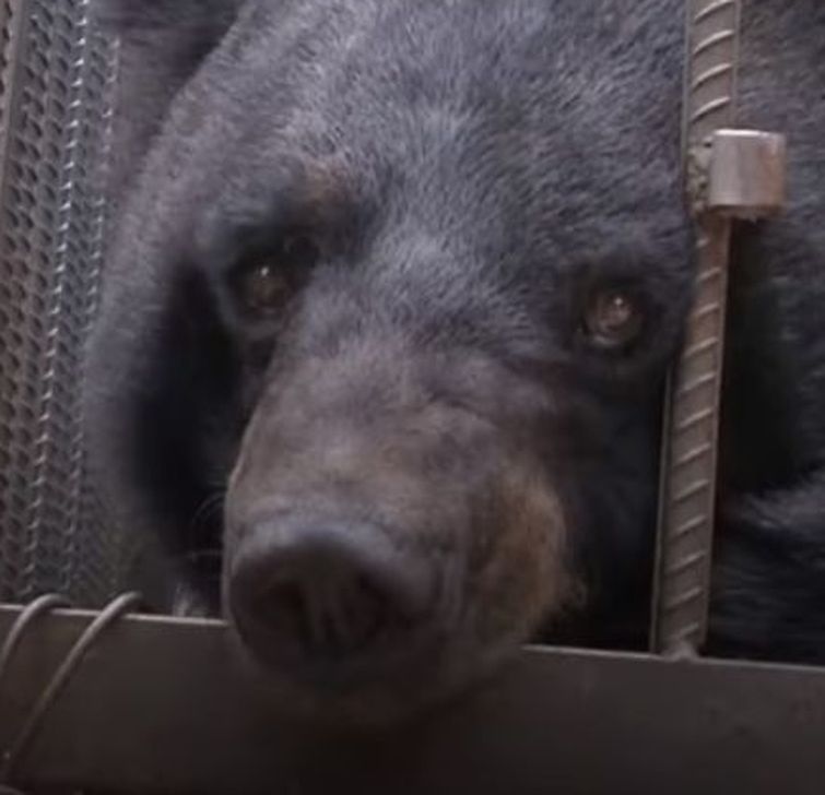 Китайская семья ухаживала за медведем 2 года думая что это тибетский мастиф, семья воспитывала медведя думая что это собака 