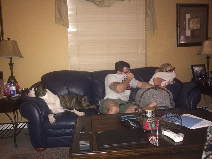 Люди делятся смешными и странными фотографиями своих питомцев