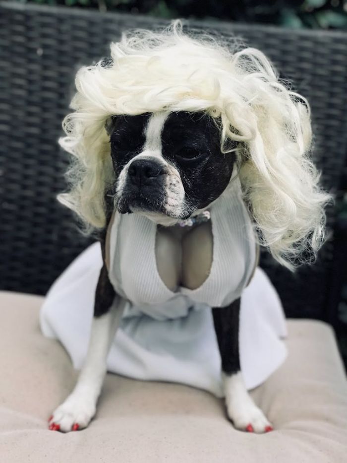 Люди делятся смешными и странными фотографиями своих питомцев