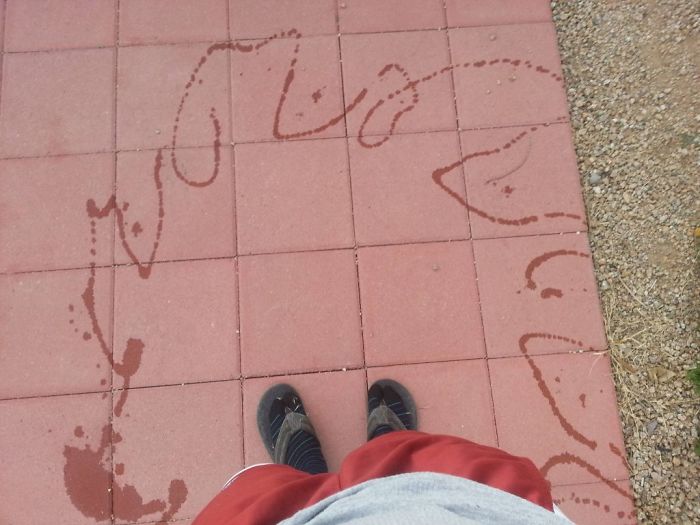 Люди делятся смешными и странными фотографиями своих питомцев