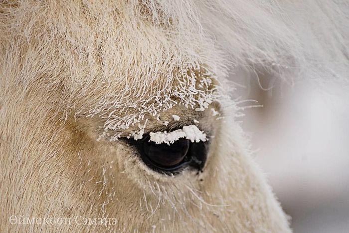 Оймякон, полюс холода, -62 градуса, ресницы во льду, холод в Якутии