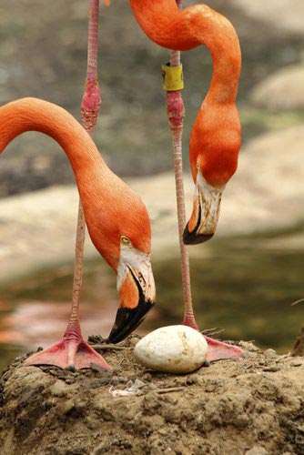 15 завораживающих фактов о животных, которые станут для вас неожиданностью факты о животных, познавательные факты о животных, познавательное о животных