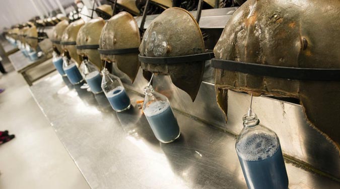 15 завораживающих фактов о животных, которые станут для вас неожиданностью факты о животных, познавательные факты о животных, познавательное о животных