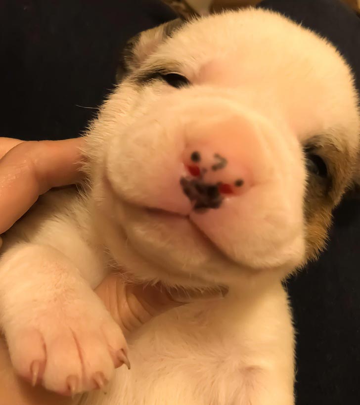 милые животные, симпатичные животные 