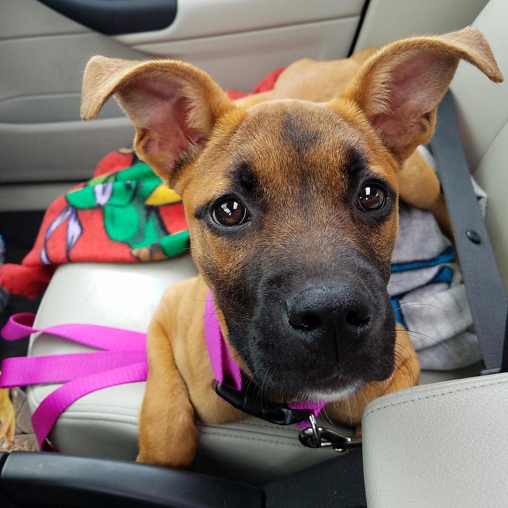 милые животные, симпатичные животные 