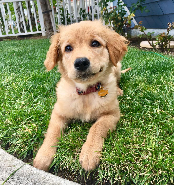 милые животные, симпатичные животные 