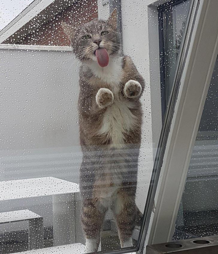 милые животные, симпатичные животные 