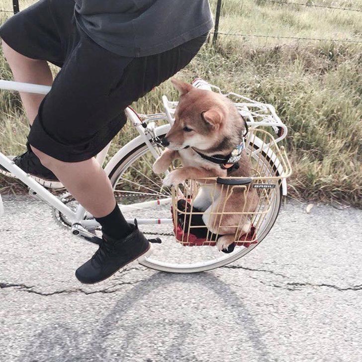 милые животные, симпатичные животные 