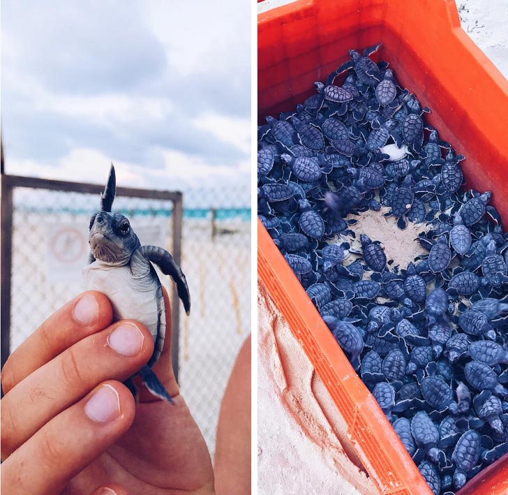 милые животные, симпатичные животные 