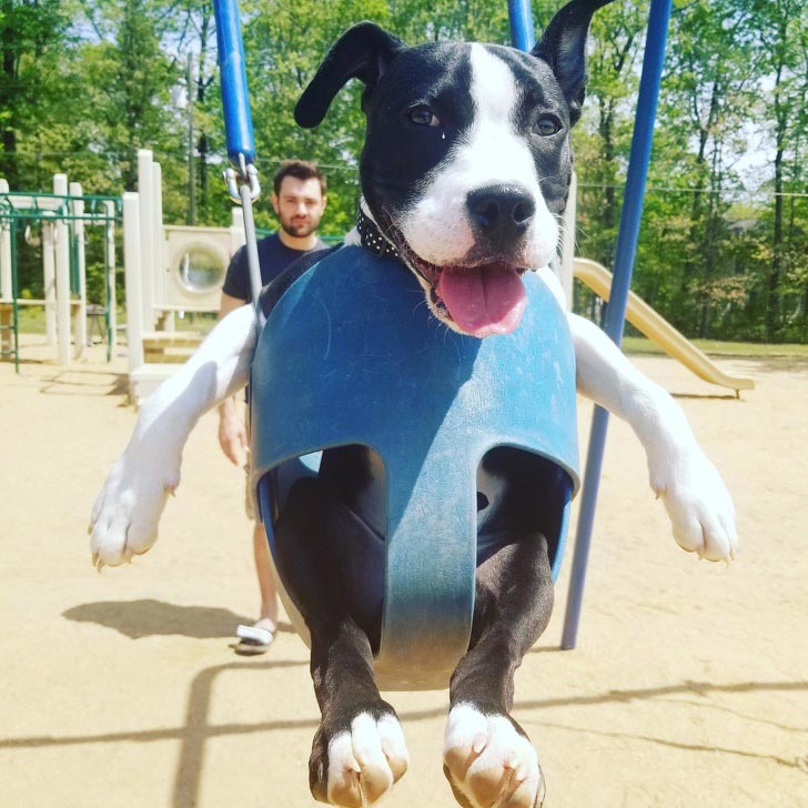 милые животные, симпатичные животные 