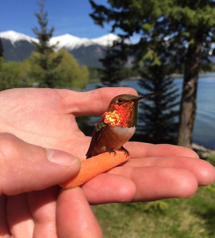 милые животные, симпатичные животные 