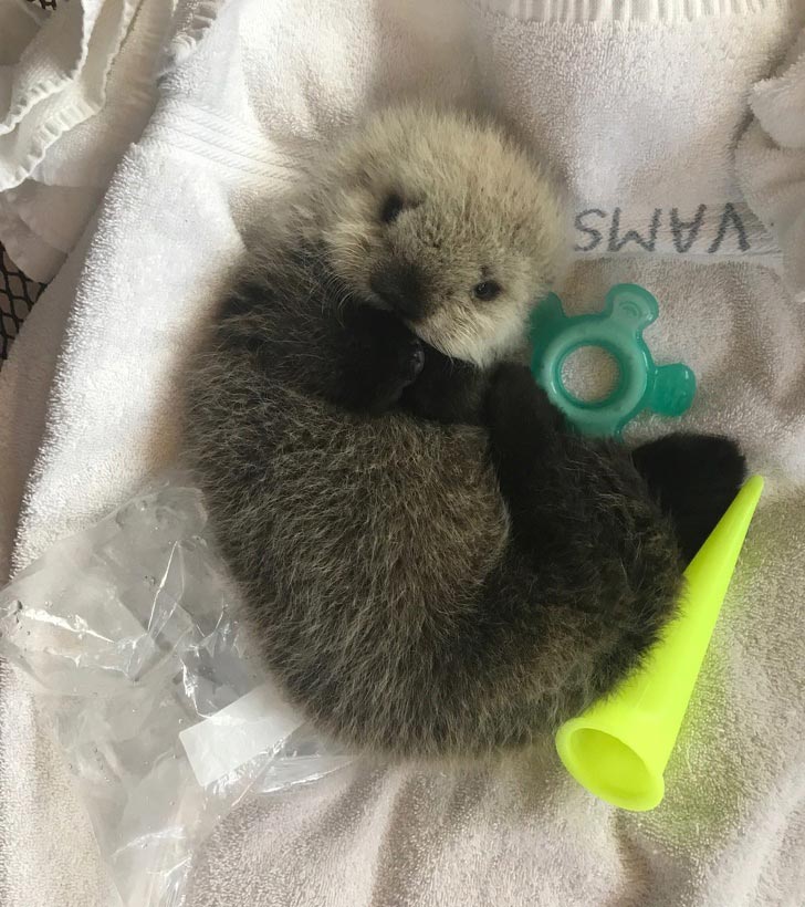 милые животные, симпатичные животные 