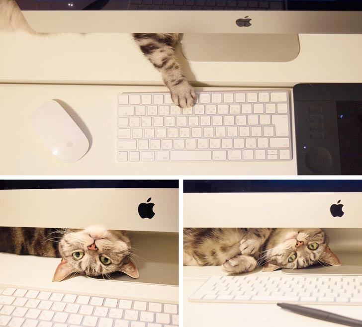 смешные животные, милые животные 