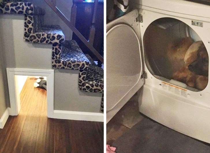 смешные животные, милые животные 