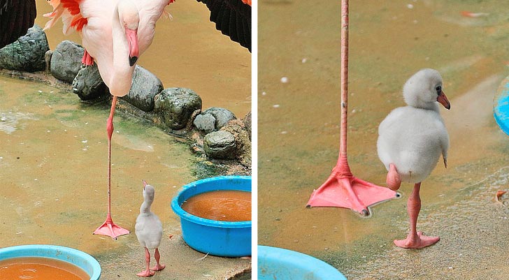 смешные животные, милые животные 