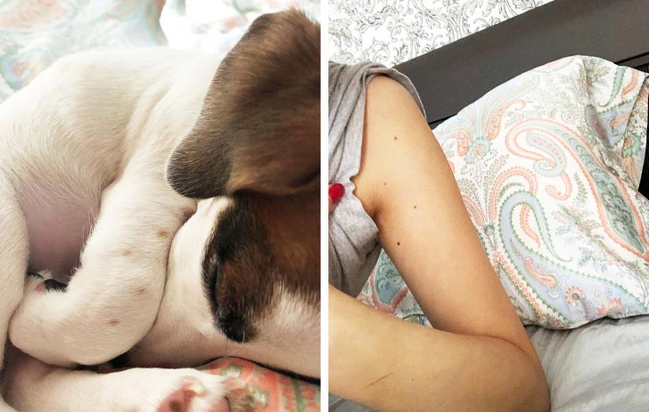 смешные животные, милые животные 