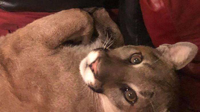 Зайдя домой, женщина нашла необычную гостью, но к счастью, та была в хорошем настроении пума в доме, пума залезла в дом, уложила пуму спать, пума уснула в доме