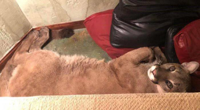 Зайдя домой, женщина нашла необычную гостью, но к счастью, та была в хорошем настроении пума в доме, пума залезла в дом, уложила пуму спать, пума уснула в доме