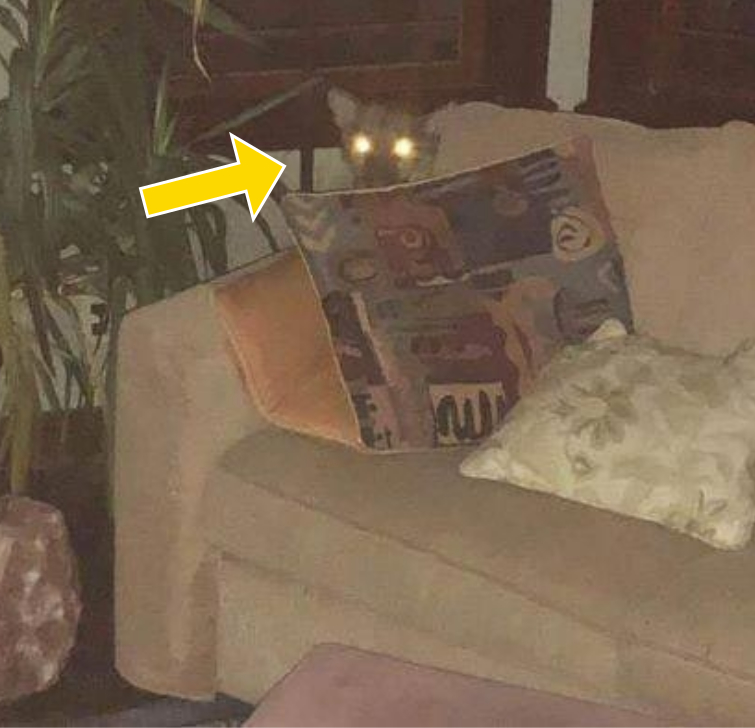 Зайдя домой, женщина нашла необычную гостью, но к счастью, та была в хорошем настроении пума в доме, пума залезла в дом, уложила пуму спать, пума уснула в доме