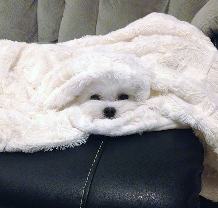 25 вещей, которые максимально хорошо слились со своим окружением (идеальный камуфляж) вещи которые максимально хорошо слились со своим окружением, идеальный камуфляж)