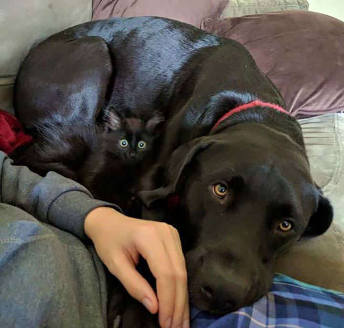 25 вещей, которые максимально хорошо слились со своим окружением (идеальный камуфляж) вещи которые максимально хорошо слились со своим окружением, идеальный камуфляж)