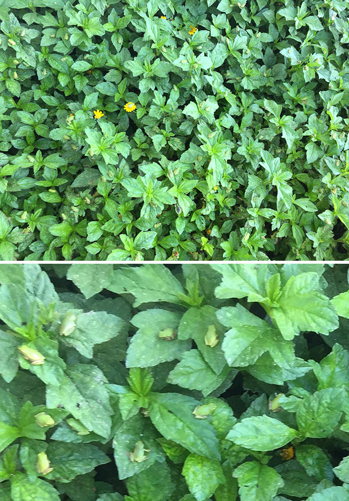 25 вещей, которые максимально хорошо слились со своим окружением (идеальный камуфляж) вещи которые максимально хорошо слились со своим окружением, идеальный камуфляж)