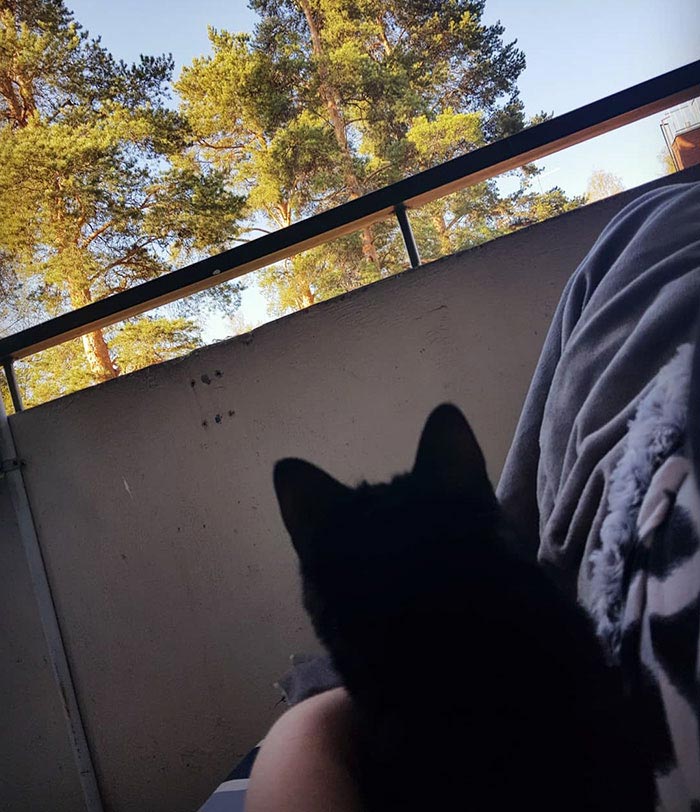 кот впервые вышел на балкон, кот Нука