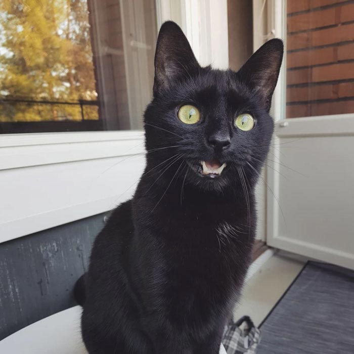 кот впервые вышел на балкон, кот Нука