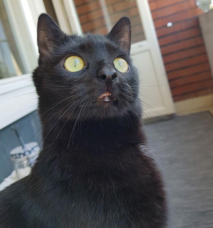 кот впервые вышел на балкон, кот Нука