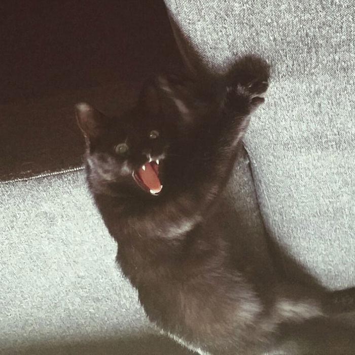 кот впервые вышел на балкон, кот Нука