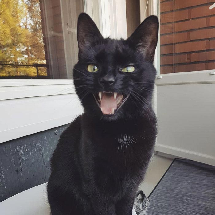 кот впервые вышел на балкон, кот Нука