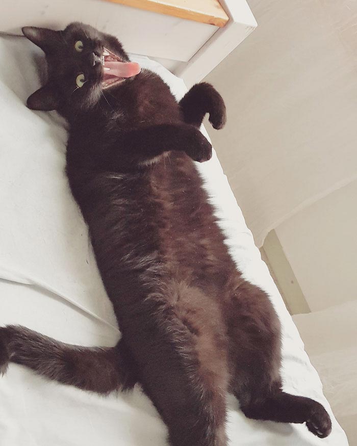 кот впервые вышел на балкон, кот Нука