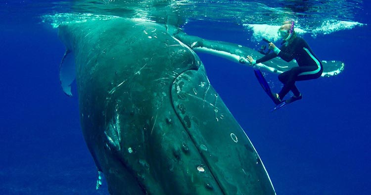 кит спас человека, кит защитил человека, кит спас дайвера, кит спас дайвера от акулы