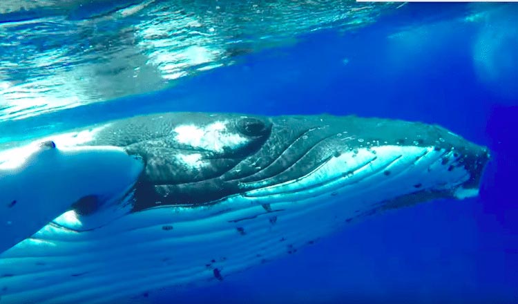 кит спас человека, кит защитил человека, кит спас дайвера, кит спас дайвера от акулы