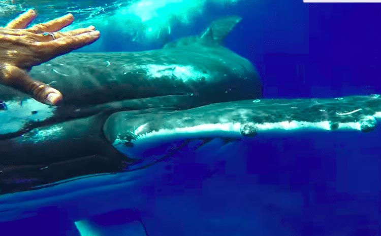 кит спас человека, кит защитил человека, кит спас дайвера, кит спас дайвера от акулы