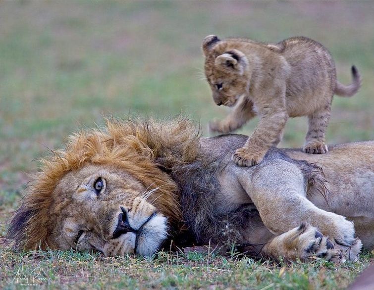 милые дикие животные, детёныши диких животных 