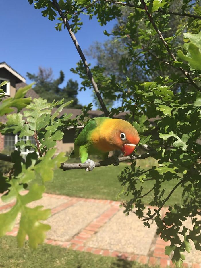 Разноцветный попугай и его готическая подружка. попугай киви и его подружка-гот, киви и Сиукси