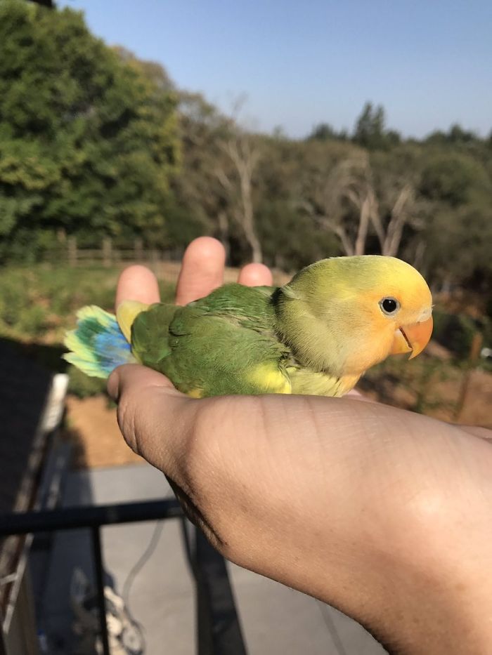 Разноцветный попугай и его готическая подружка. попугай киви и его подружка-гот, киви и Сиукси