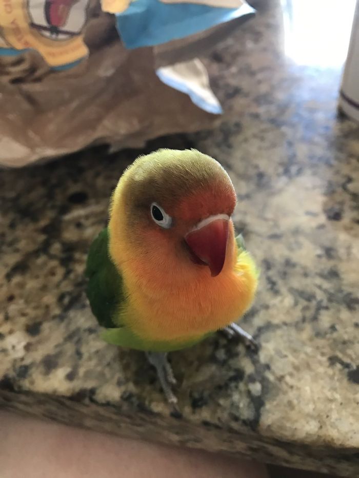 Разноцветный попугай и его готическая подружка. попугай киви и его подружка-гот, киви и Сиукси